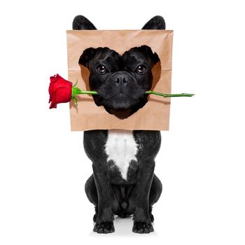funny french bulldog dog,in love,looking  to owner with red rose in mouth  for valentines day ,  isolated on white background