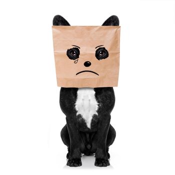 sad crying french bulldog , hiding behind a paper bag on his head, isolated on white background