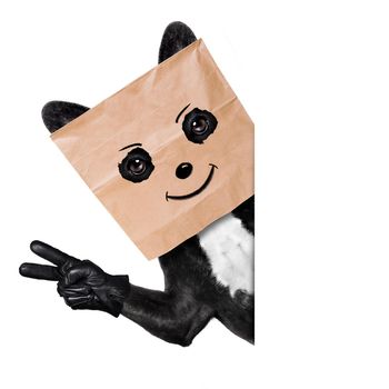 french bulldog dog  , hiding behind a paper bag on his head, isolated on white background, with peace or victory fingers