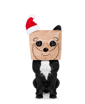santa claus  dog  , hiding behind a paper bag on his head, isolated on white background, on christmas holidays, wearing a red hat