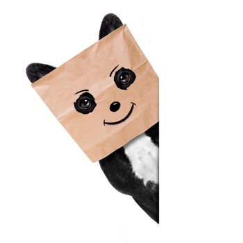 happy french bulldog , with a smiley smile drawing , hiding behind a paper bag on his head, isolated on white background