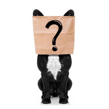 french bulldog , with a question mark drawing , hiding behind a paper bag on his head, isolated on white background