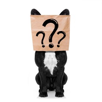 french bulldog , with a question marks drawings , hiding behind a paper bag on his head, isolated on white background