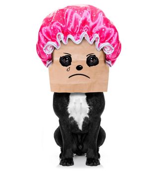 french bulldog dog  , drying hair with a shower cap, ashamed and angry wearing a paper bag on head , isolated on white background, looking up sad at you