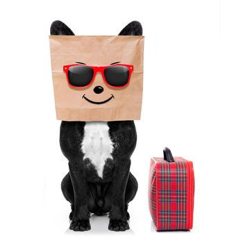 french bulldog dog with paper bag on head ready  for vacation holidays with luggage and  sunglasses