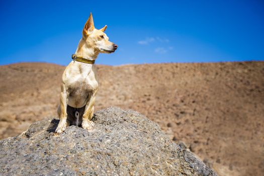 chihuahua dog watching and looking at the mountain outside , on summer vacation holidays