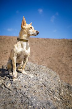 chihuahua dog watching and looking at the mountain outside , on summer vacation holidays