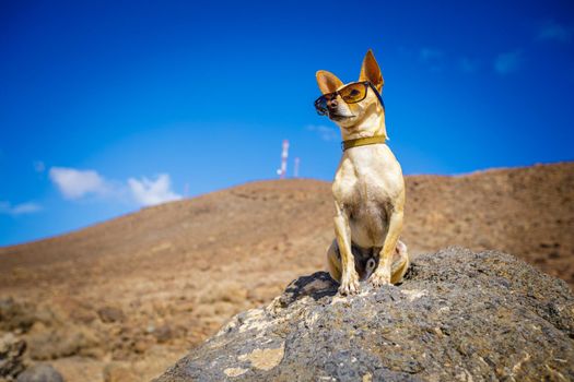 chihuahua dog watching and looking at the mountain outside , on summer vacation holidays wearing funny sunglasses