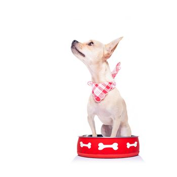 hungry  chihuahua dog inside empty  bowl, isolated white background ,  begging for food, looking up to owner