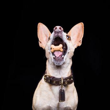 chihuahua  dog trying to catch a treat or cookie  in the air , with funny face expression, isolated on black background