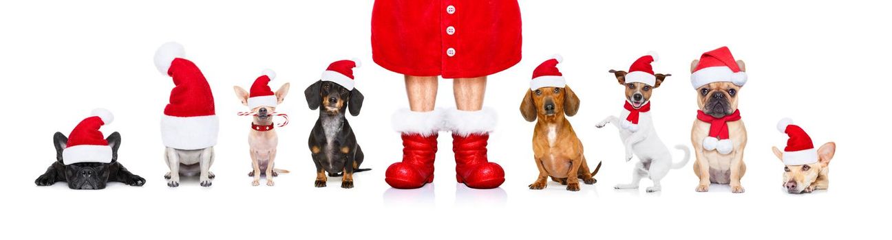 christmas  santa claus row of dogs isolated on white background,  with   funny  red holidays hat  and boots