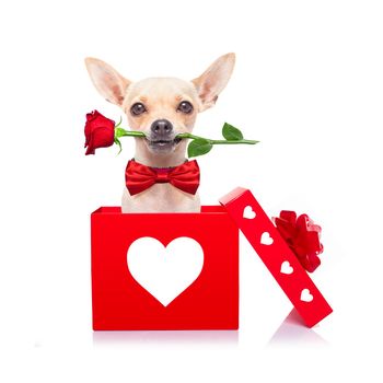chihuahua dog in love for happy valentines day with petals and rose flower in  mouth , isaolated on white background