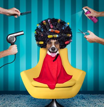 jack russell dog  at the hairdressers with long curly hair wig , all hands working on him with comb, spray, dryer, and comb , sitting on a salon chair
