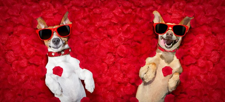 podenco dog resting in  a bed of rose petals for valentines day happy with funny red sunglasses