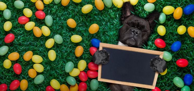 funny  happy french bulldog  easter bunny  dog with a lot of eggs around on grass  , holding a blank empty banner or placard