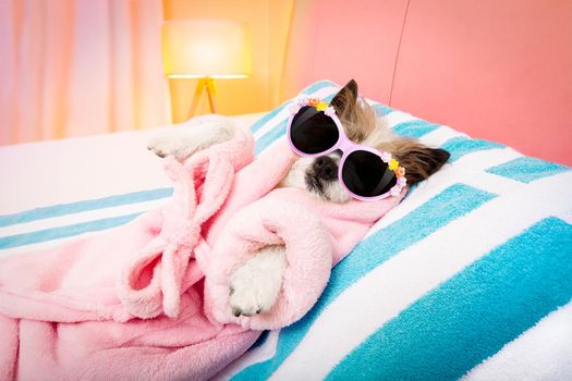 cool funny  poodle dog resting and relaxing in   spa wellness salon center ,wearing a  bathrobe and fancy sunglasses
