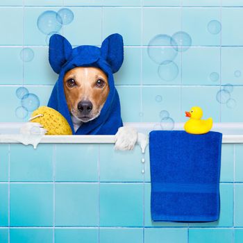 jack russell dog  in a bathtub not so amused about that , with yellow plastic duck and towel,wearing bathrope or towel