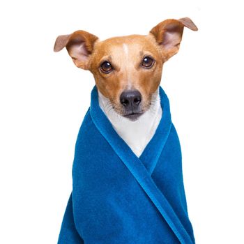 jack russell dog in a towel  not so amused about that , with blue colour,  having a spa or wellness treatment or is about to have a shower , isolated on white background