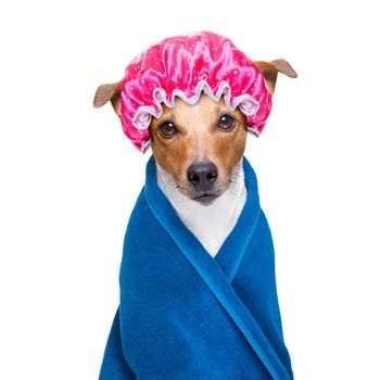 jack russell dog  in a bathtub not so amused about that ,wearinga  towel or. bathrope or towel