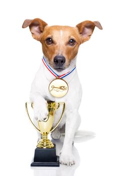jack russell dog with  a golden winner trophy holding with paw, isolated on white background