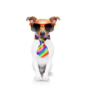 crazy funny gay dog proud of human rights ,sitting and waiting, with rainbow flag tie  and sunglasses , isolated on white background