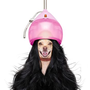 hairdresser dog ready to look beautiful by comb, scissors, dryer, and spray at the wellness spa salon, isolated on white background with very long hair