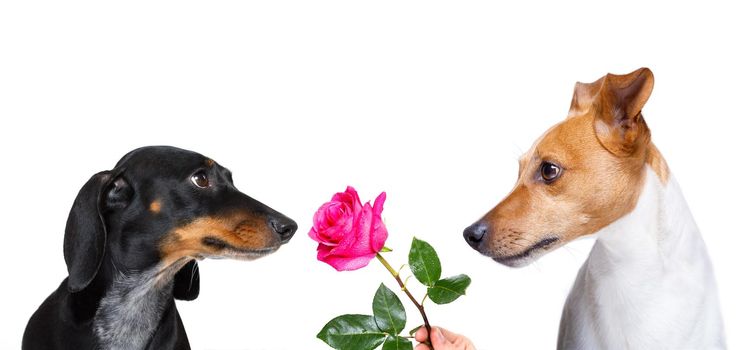 couple  of dogs in love , looking each other in the eyes, with passion , pink red rose in the middle, isolated on white background