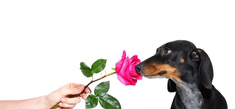 dachshund dog smelling a pink red rose , in love with his owner, for valentines
