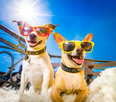 couple of dogs  with sunglasses at balcony  enjoying the sun and hot weather at summer vacation holidays