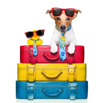 dog traveling with yellow plastic duck on top of luggage stack