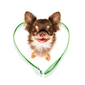 chihuahua dog looking up to owner waiting or sitting patient to play or go for a walk,in love with heart shape leash, isolated on white background