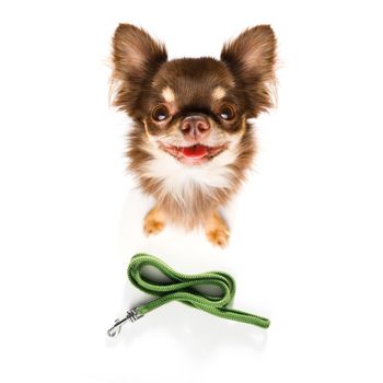 chihuahua dog looking up to owner waiting or sitting patient to play or go for a walk,in love with heart shape leash, isolated on white background