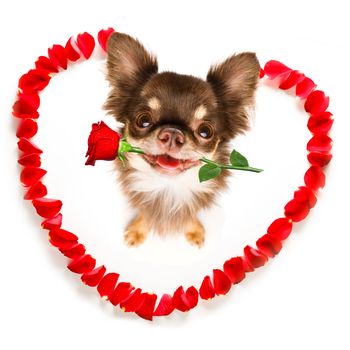 dog in love for happy valentines day with petals and rose flower , looking up in wide angle