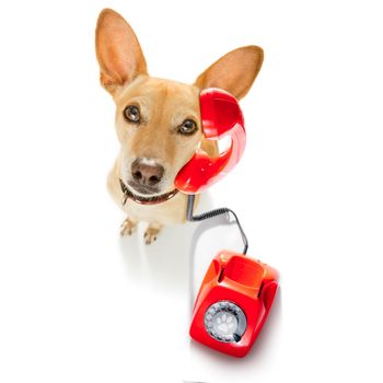 chihuahua dog with glasses as secretary or operator with red old  dial telephone or retro classic phone