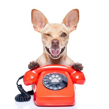 chihuahua dog with glasses as secretary or operator with red old  dial telephone or retro classic phone