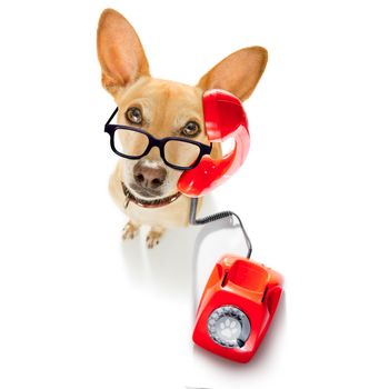 chihuahua dog with glasses as secretary or operator with red old  dial telephone or retro classic phone