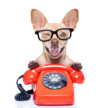 chihuahua dog with glasses as secretary or operator with red old  dial telephone or retro classic phone