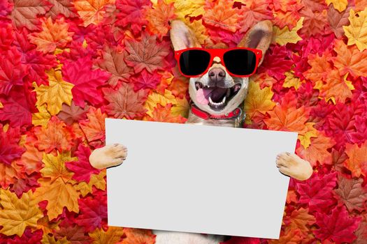 chihuahua  dog , lying on the ground full of fall autumn leaves, looking at you  with a smile,   lying on the back torso, holding a banner placard blackboard