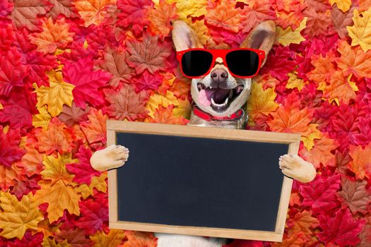 chihuahua  dog , lying on the ground full of fall autumn leaves, looking at you  with a smile,   lying on the back torso, holding a banner placard blackboard