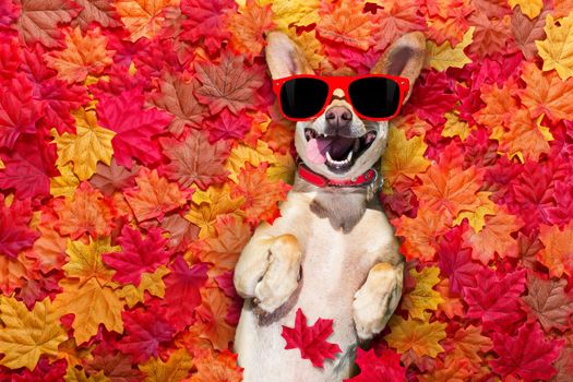 chihuahua  dog , lying on the ground full of fall autumn leaves, looking at you  with a smile,   lying on the back torso