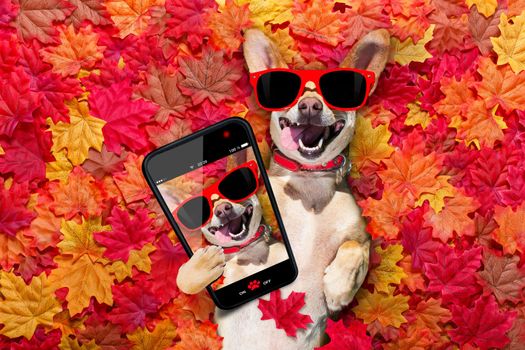 chihuahua  dog , lying on the ground full of fall autumn leaves, looking at you  with a smile,   lying on the back torso, taking a selfie with smartphone