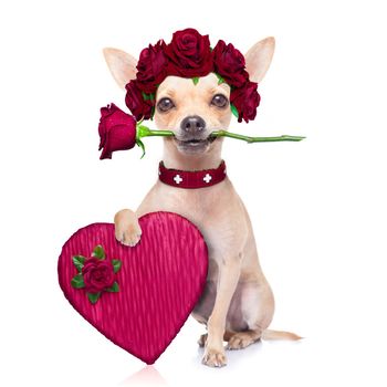 chihuahua dog in love for happy valentines day with  rose flower in  mouth , isaolated on white background