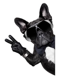 french bulldog dog with martini cocktail and victory or peace fingers wearing a retro wrist watch