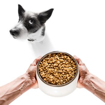 curious dog looking up to owner waiting or sitting patient for the meal in a food bowl,  isolated on white background