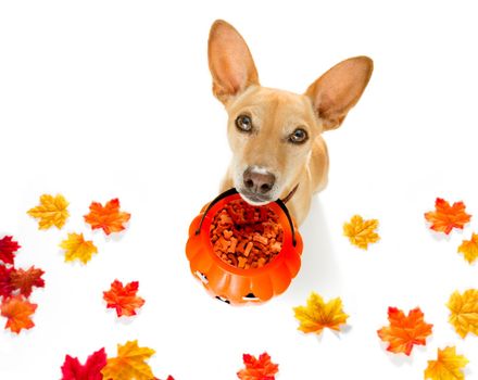 chihuahua dog ghost for halloween ,  scary and spooky looking up to owner , for trick or treat with pumpkin lantern in autumn