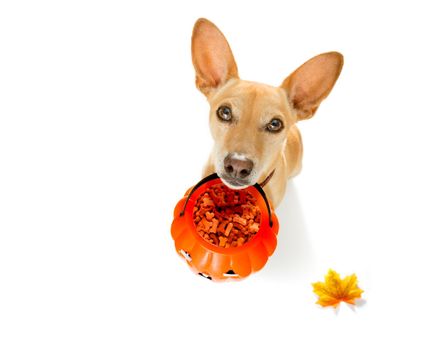 chihuahua dog ghost for halloween ,  scary and spooky looking up to owner , for trick or treat with pumpkin lantern in autumn