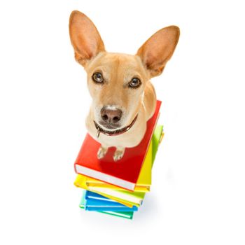 chihuahua dog on  a tall stack of books ,very smart and clever , isolated on white background