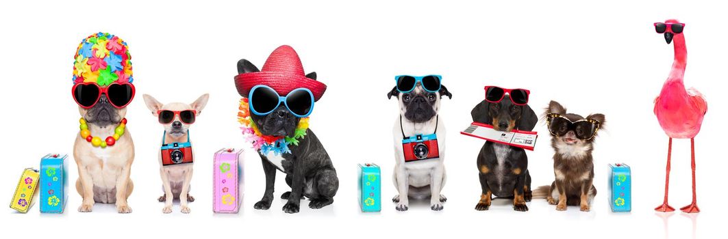 row or group of dogs ready  to go on summer vacation holidays, with hat, camera , ticket, bag and luggage