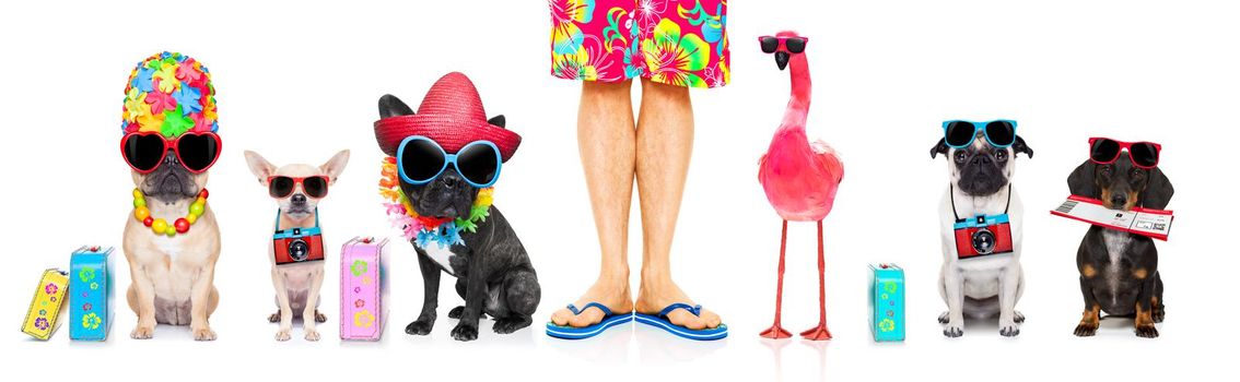 row or group of dogs ready  to go on summer vacation holidays, with hat, camera , ticket, bag and luggage