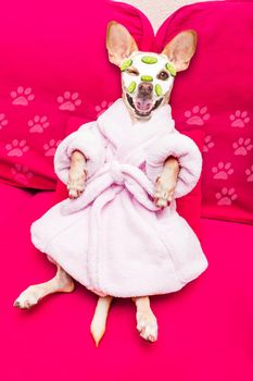chihuahua  dog relaxing  with beauty mask in  spa wellness center , moisturizing cream mask and cucumber, wearing a fancy bathrobe